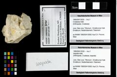 Foto (Objekt + Etiketten) von Isopoda indet. 